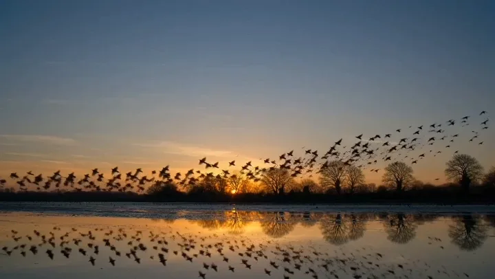Murmuration